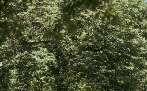 Ekofeministički kamp